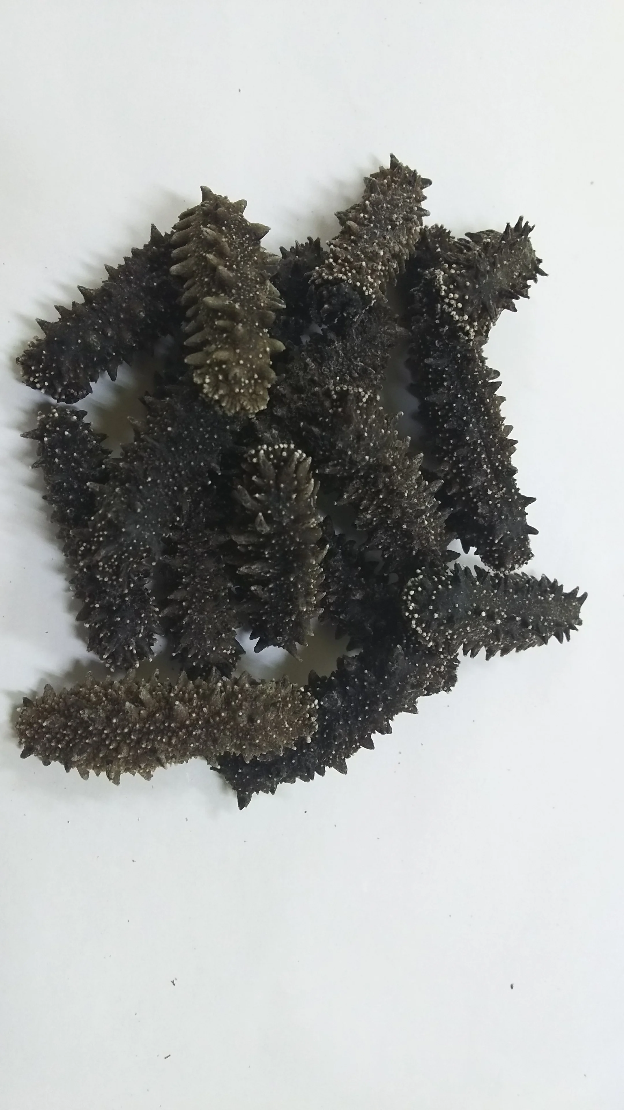 Bulk high quality popular food sea products black dry sea cucumber
