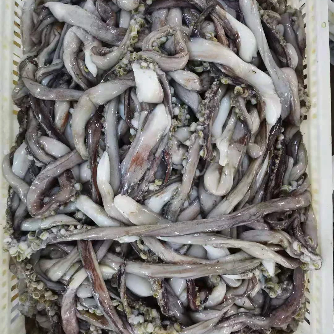 Colossal Deep Sea Dosidocus Squid Tentacle