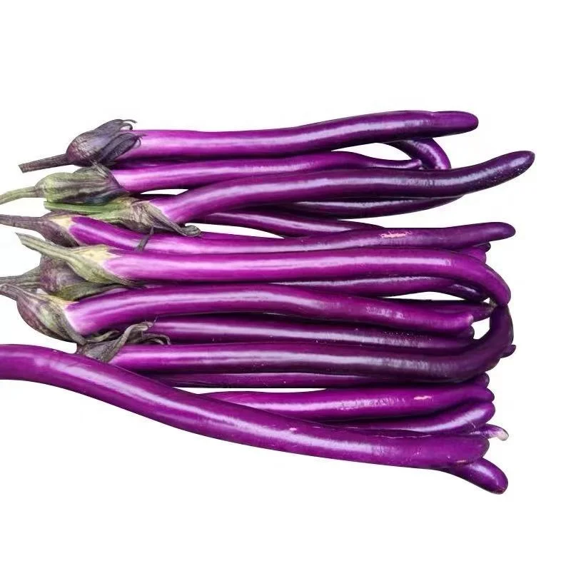 
Purple Long vegetable f1 hybrid aubergine brinjaul Eggplant seeds 