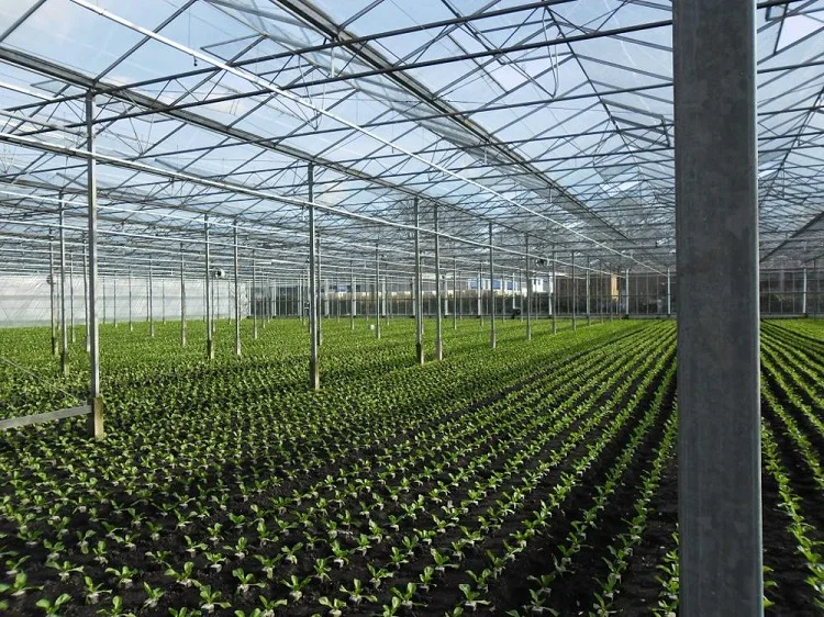 Modern venlo Polycarbonate Glass farming greenhouse Multi-Span Commercial pc sheet Greenhouses Prefab green house overall system