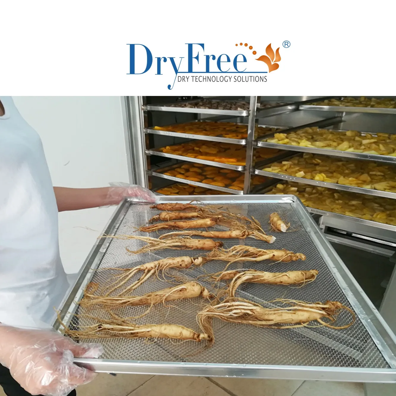 electric drying oven solar food dryer fruit drying machine vegetable dryer machine food dehydrator for betel nut drying machine