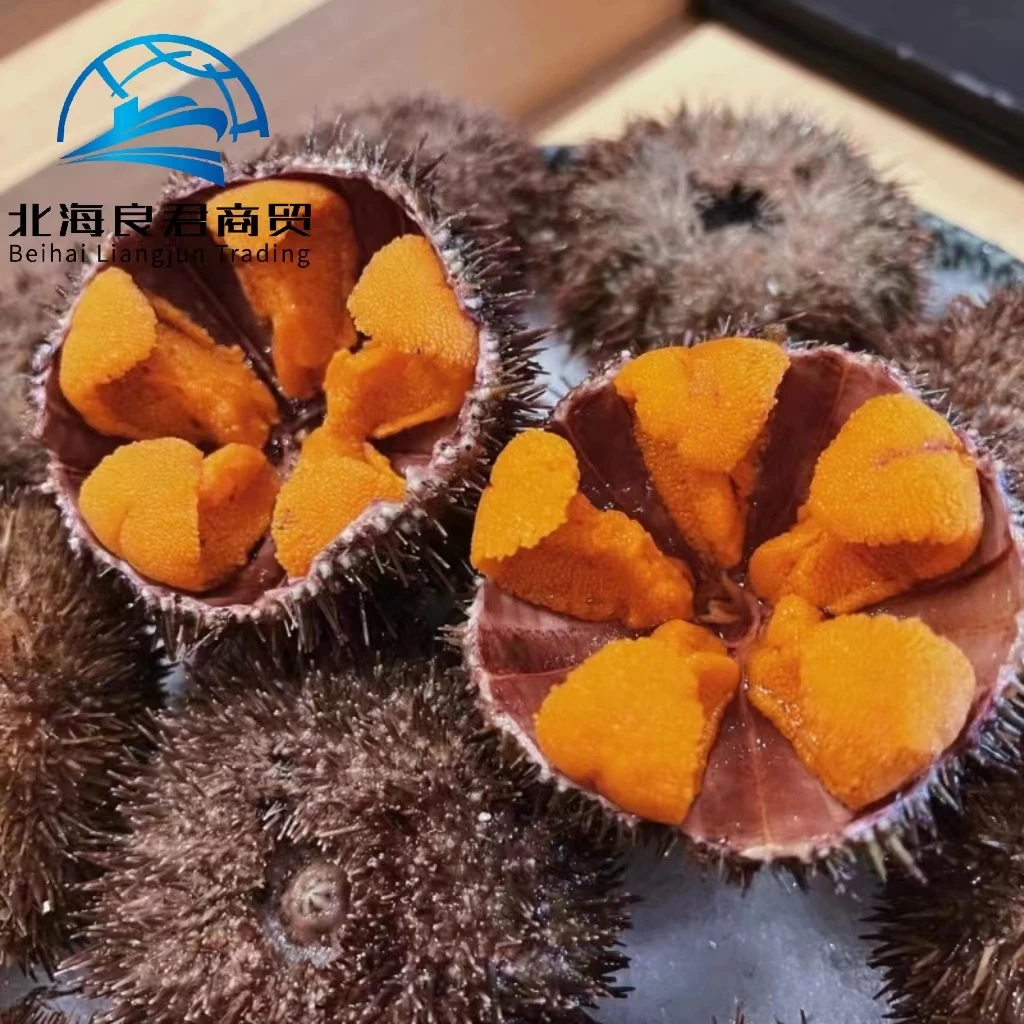 Factory Supply 2023 hot sale quality assurance best  and low cost price frozen seafood Fresh live sea urchin