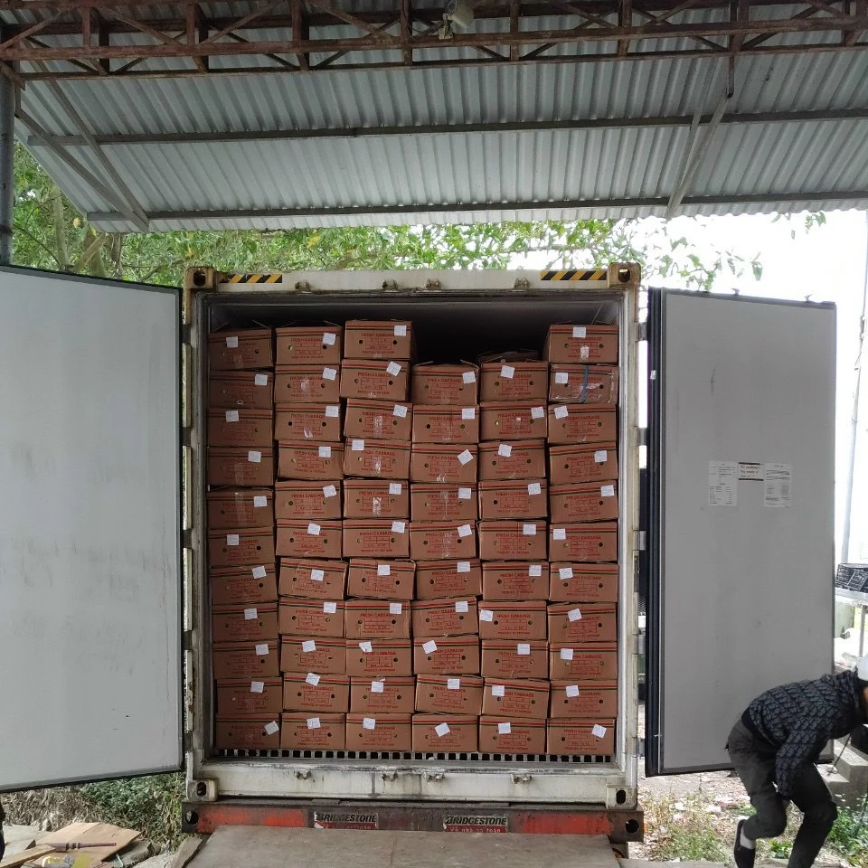 Новое поступление, Высококачественная свежая капуста с индивидуальным логотипом и упаковкой, Лучшая цена из Вьетнама