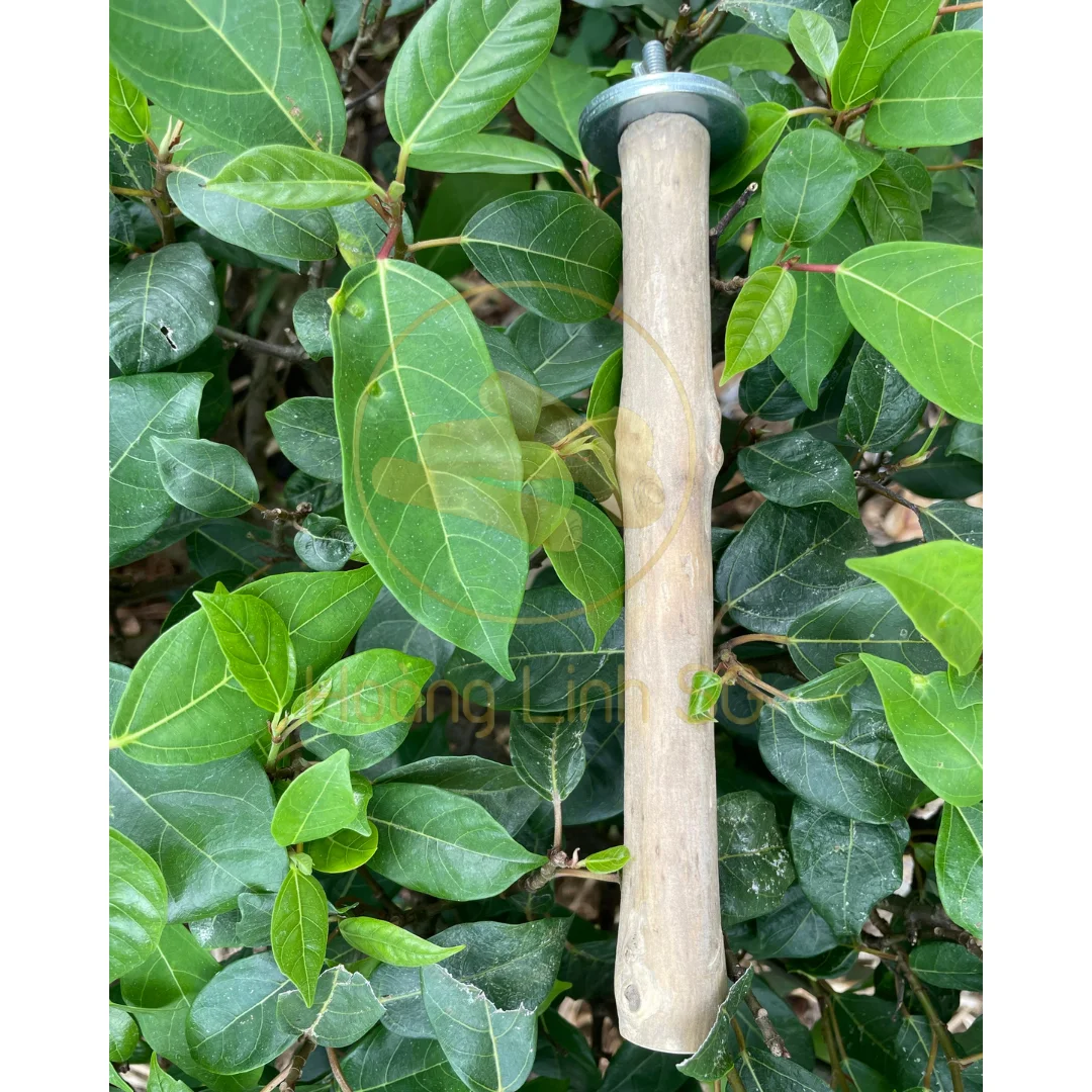 Coffee wood Bird Perches - Great product for birds  made  in Vietnam HOANG LINH SG Kimy +84938616690