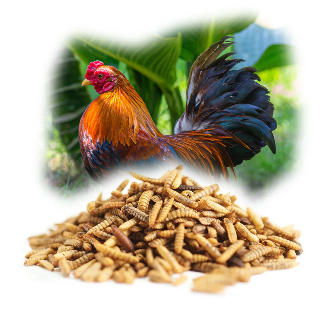 Best Quality Larvae Black Soldier Fly Larvae For Fish Bird Snack Food