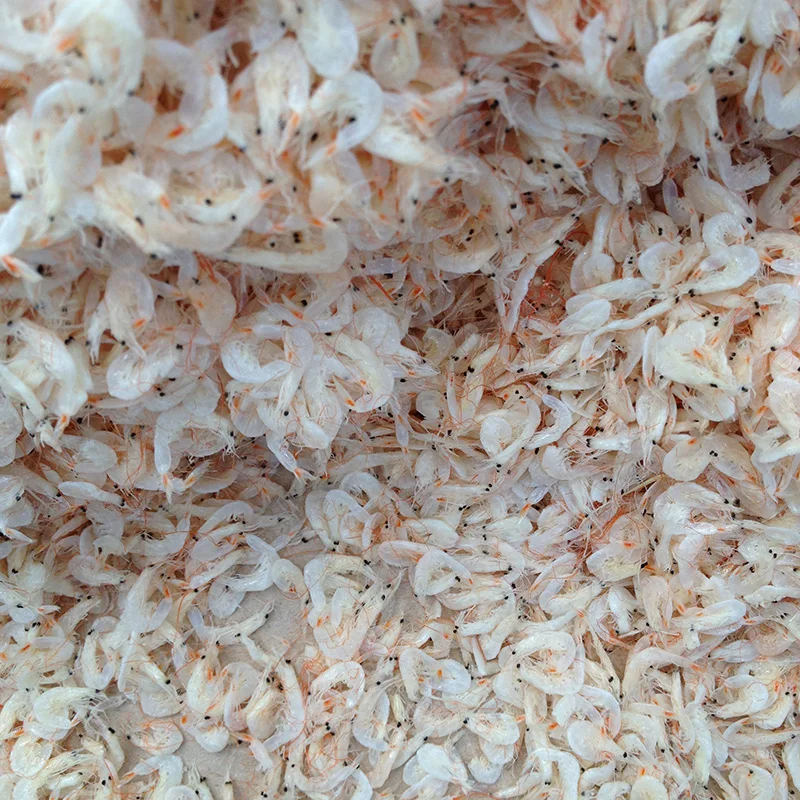 New arrival hot sale Chinese Acetes Chinensis /boiled salted cooked tiny /dried small/dried baby shrimp