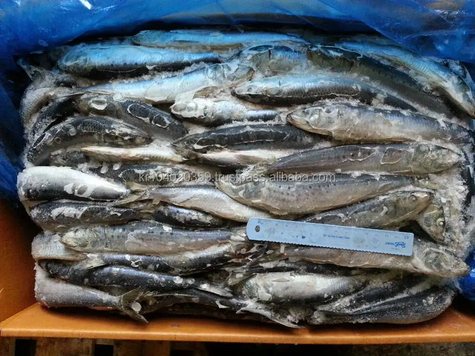 High Quality Hot Sale Bulk Price Custom Fresh Whole Round Frozen Seafood Fish Fishing Bait Sardine Fish for Bait