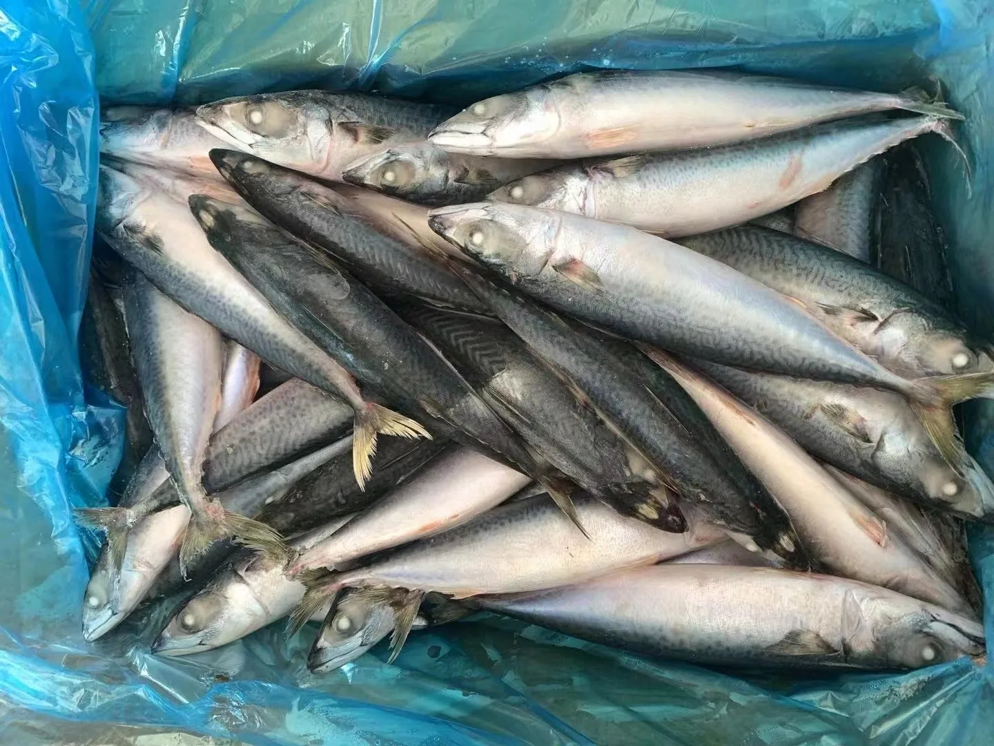 Wholesale Promotional Fast Delivery Sea Food Frozen Pacific Mackerel Fish Whole Round