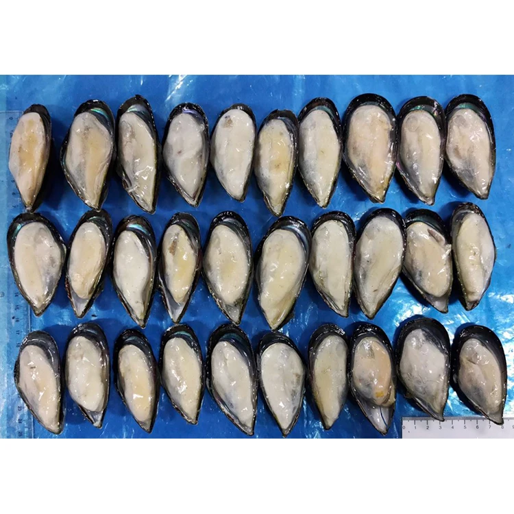 New Arrival  Mussel SANFENG SEAFOOD IQF Half Shell Mussel Shellfish Mussel for Export