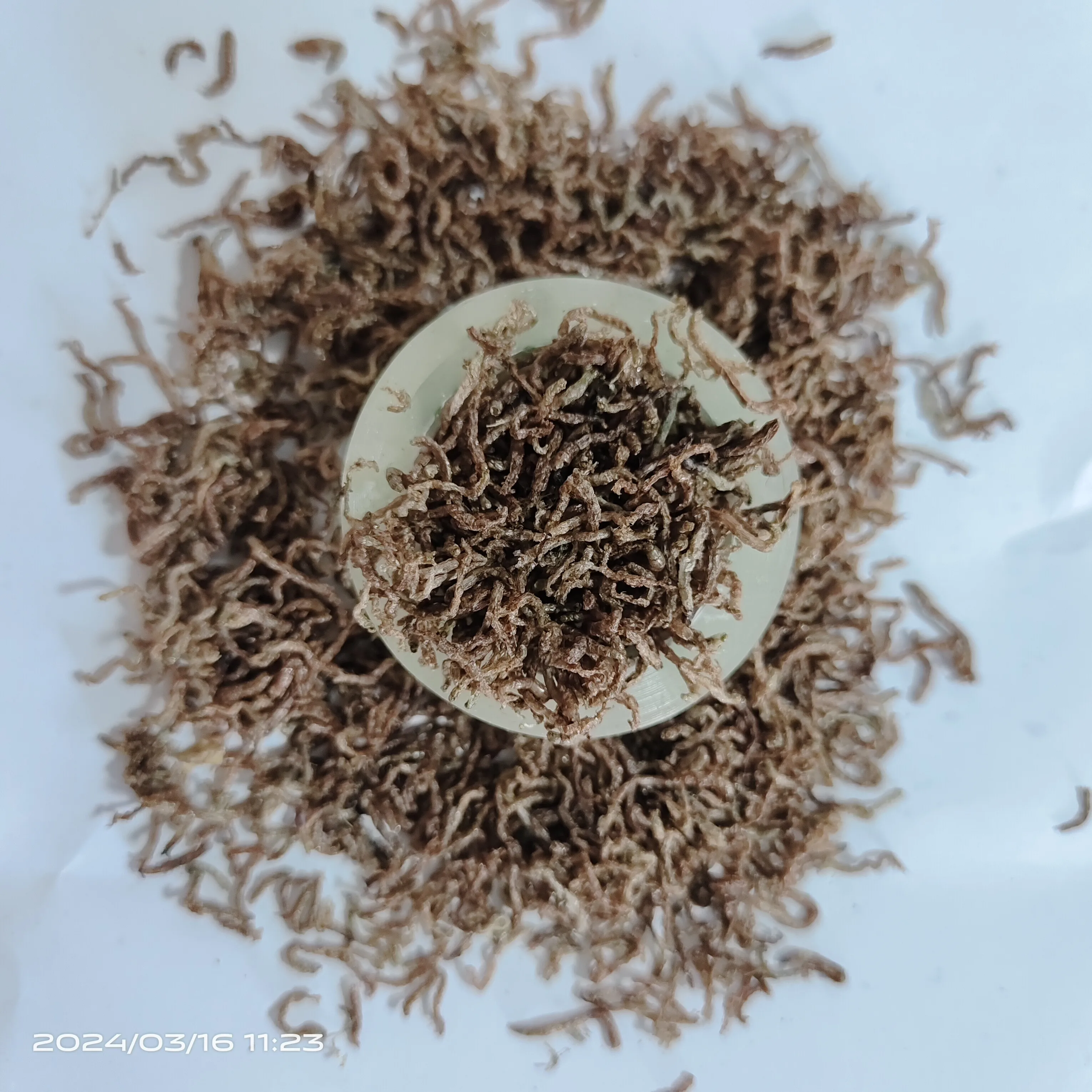 high quality high protein dried blood worms for animal feed pet food pet snack bloodworm fish food