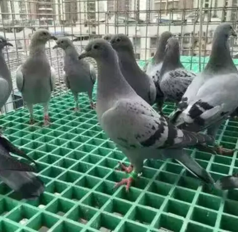 Factory Molded FRP Grating Walkway Price Fiberglass Platform Mesh Floor