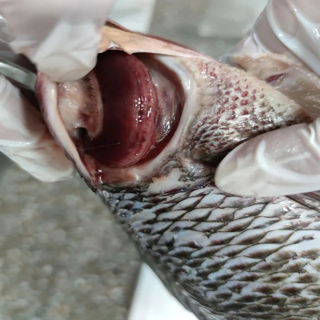 Frozen Tilapia Fish Gutted Scaled Tilapia Fish Price