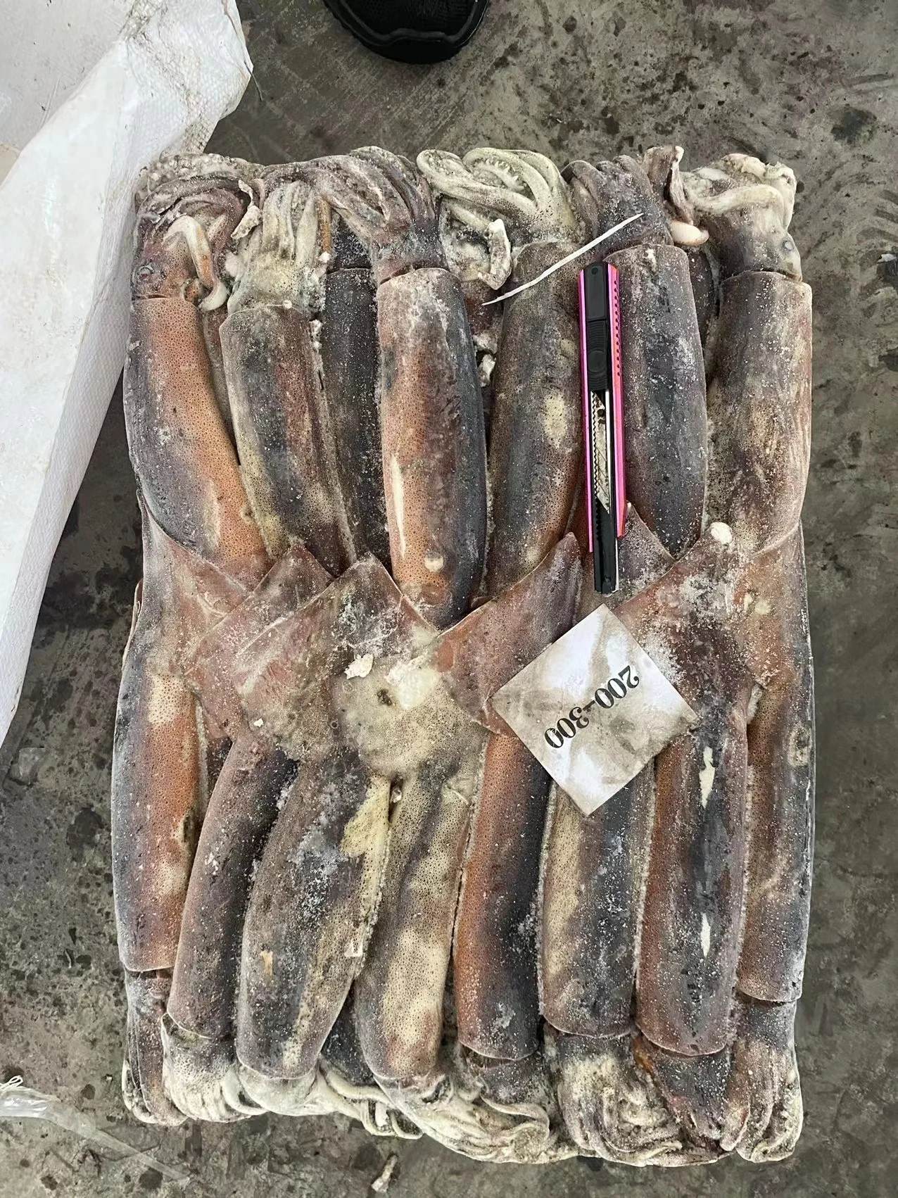 Argentina squid / frozen squid / frozen Illex Squid