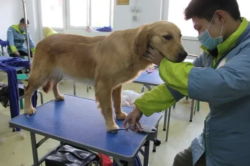 
Pet Dog Grooming Table Small Steel Legs Foldable Adjustable Professional Drying Table 