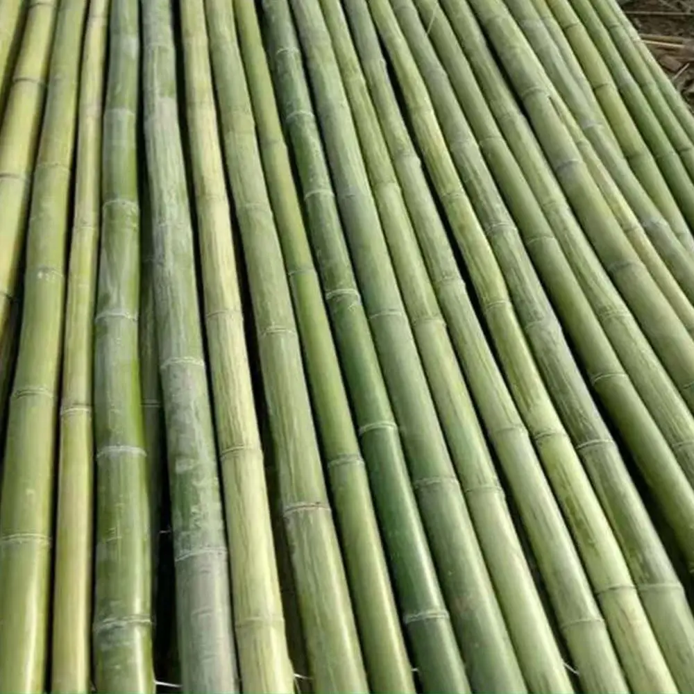 Wholesale green large raw materials natural buy bamboo poles