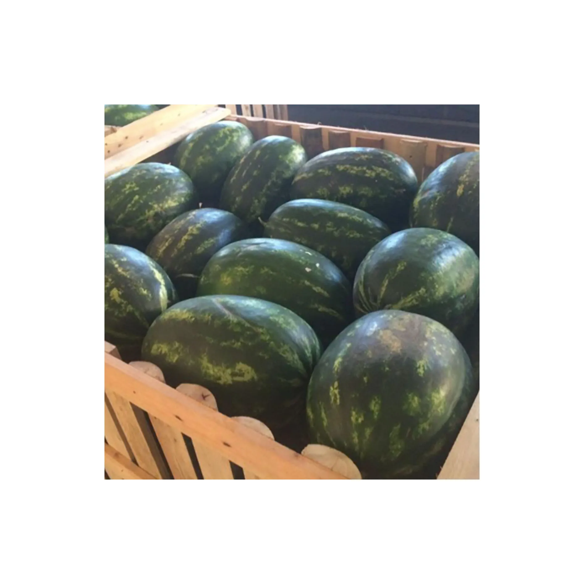
Wholesale high quality affordable price fresh fruit sweet watermelon 