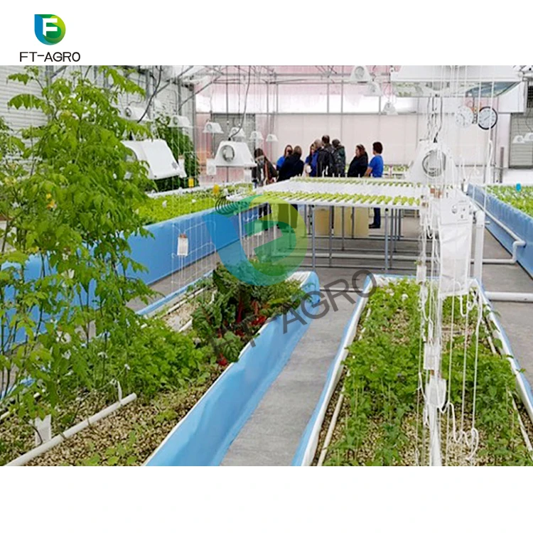 Fish and vegetable co-existing system aquaponics agricultural greenhouse