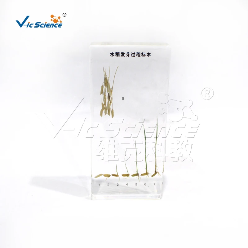 Образец процесса прорастания