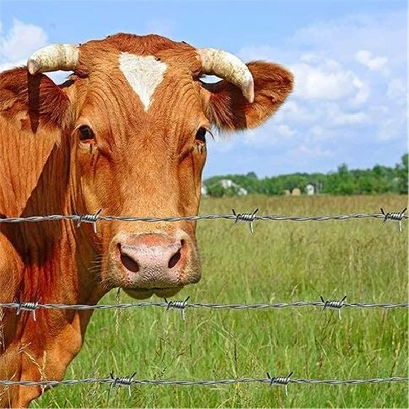 Factory sale galvanized barbed wire length per roll 2 strand barbed wire alambre de puas galvanized