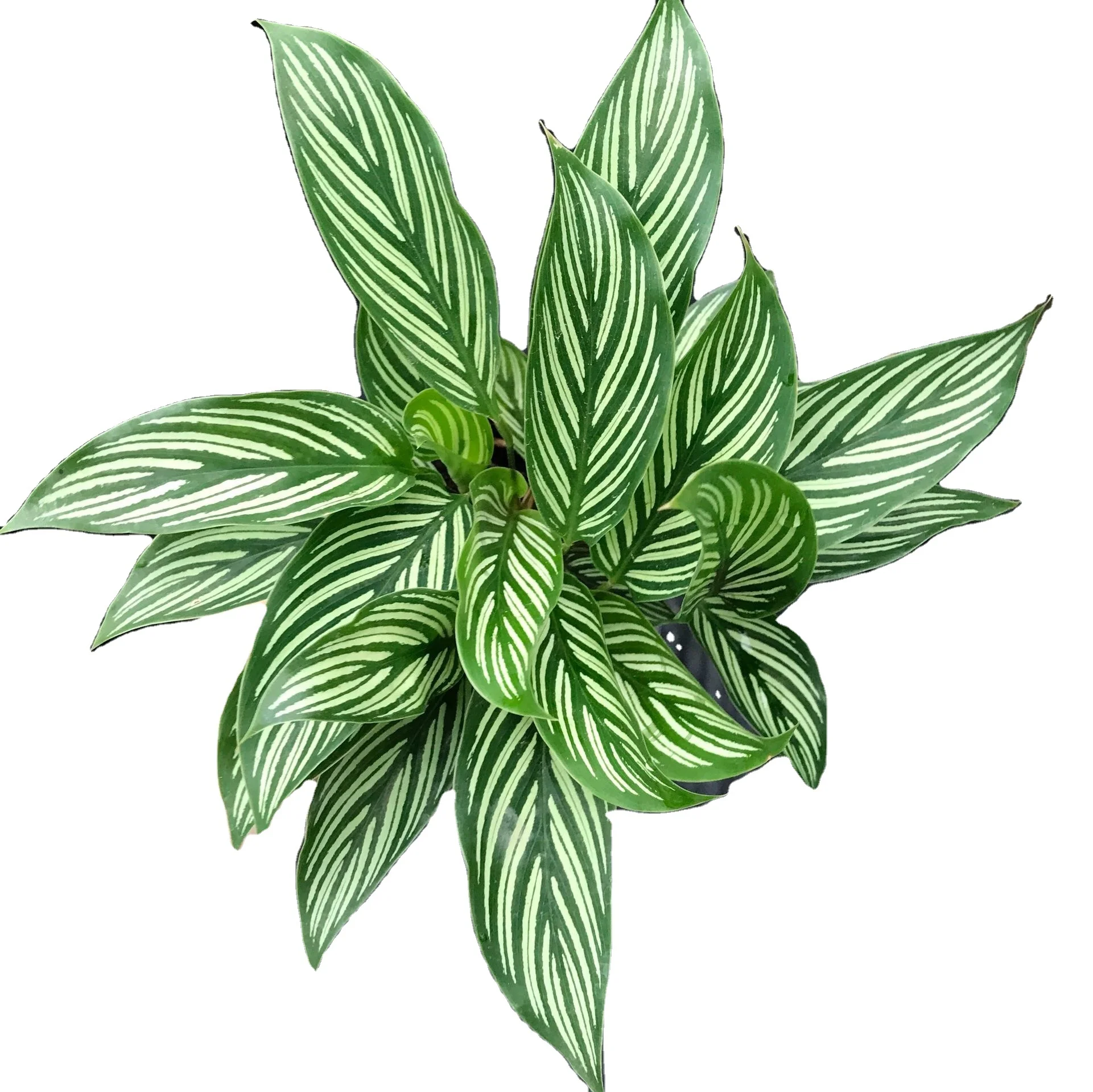 
wholesale ins popular beautiful Calathea elliptica ornamental live real plant bonsai foliage plant 