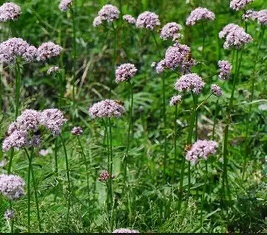 Devotion Factory Provide Best Valerian Essential Oil for Aromatherapy