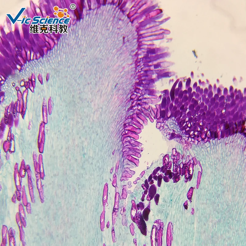 Biology Lab Course Moss Protonema and Bud w.m Preparete Microscope Slides
