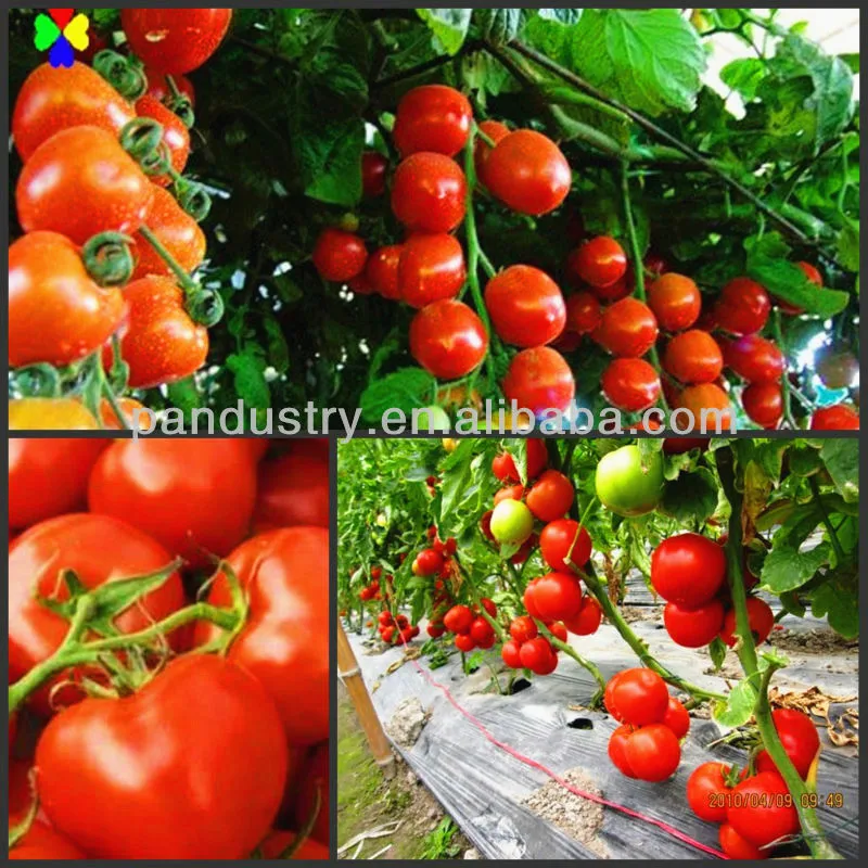 Цена по прейскуранту завода-изготовителя регулятор роста растений CPPU KT-30 Forchlorfenuron 99% TC