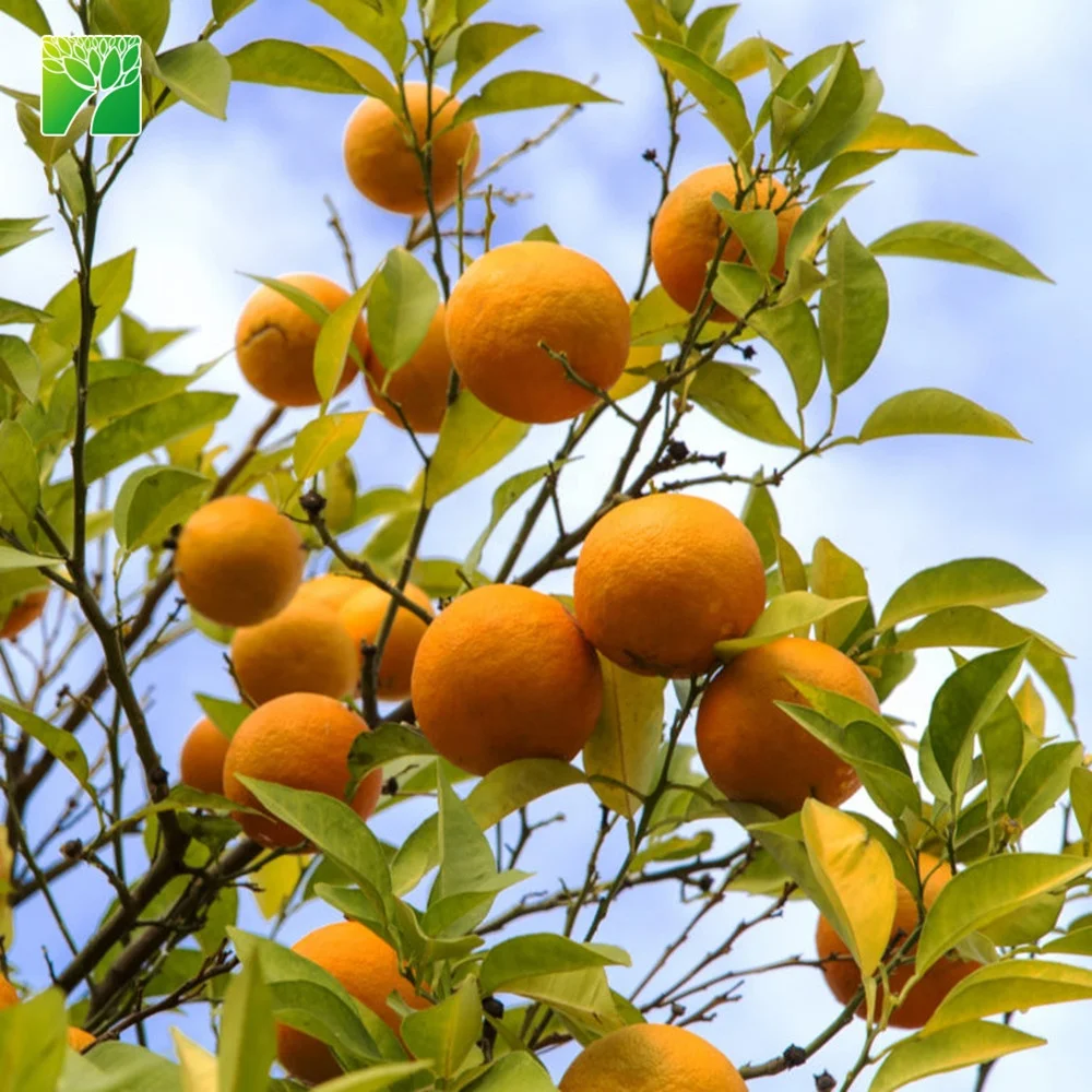 
 Умеренная скорость роста, саженцы цитрусовых деревьев, Севилья, саженцы апельсинов для продажи  