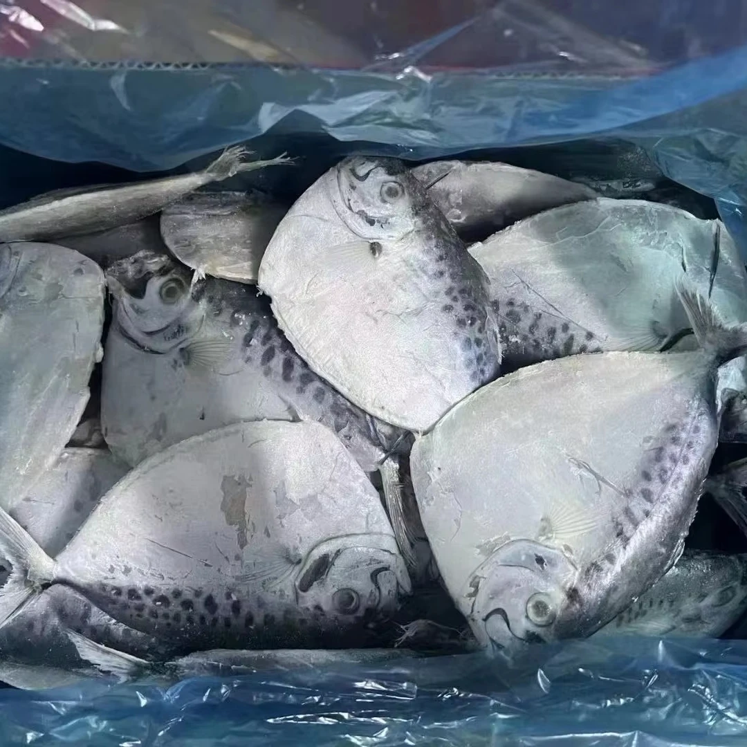 IQF  BQF Whole Round Mene maculate Frozen moon fish
