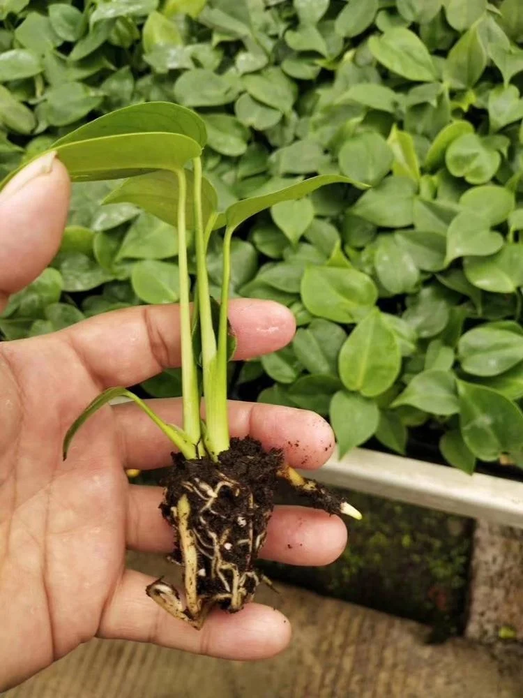 Indoor and outdoor decorative Plant seedlings Monstera