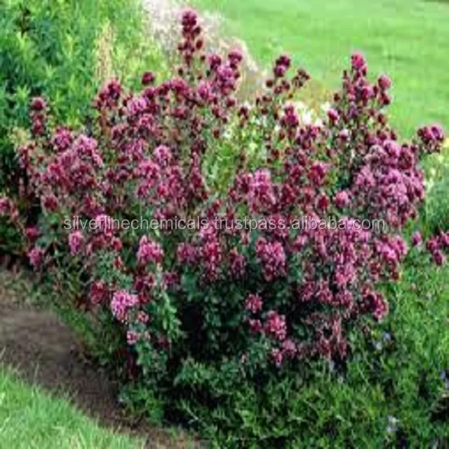 Origanum Essential Oil With Best Price