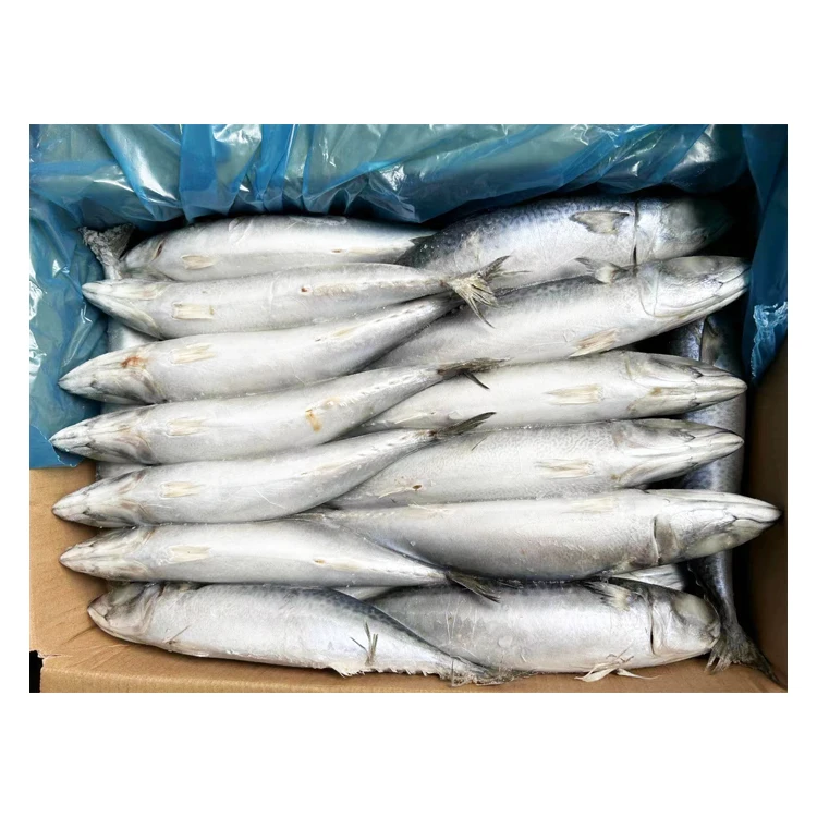 Горячая распродажа свежая замороженная скумбрия IQF Japonicus