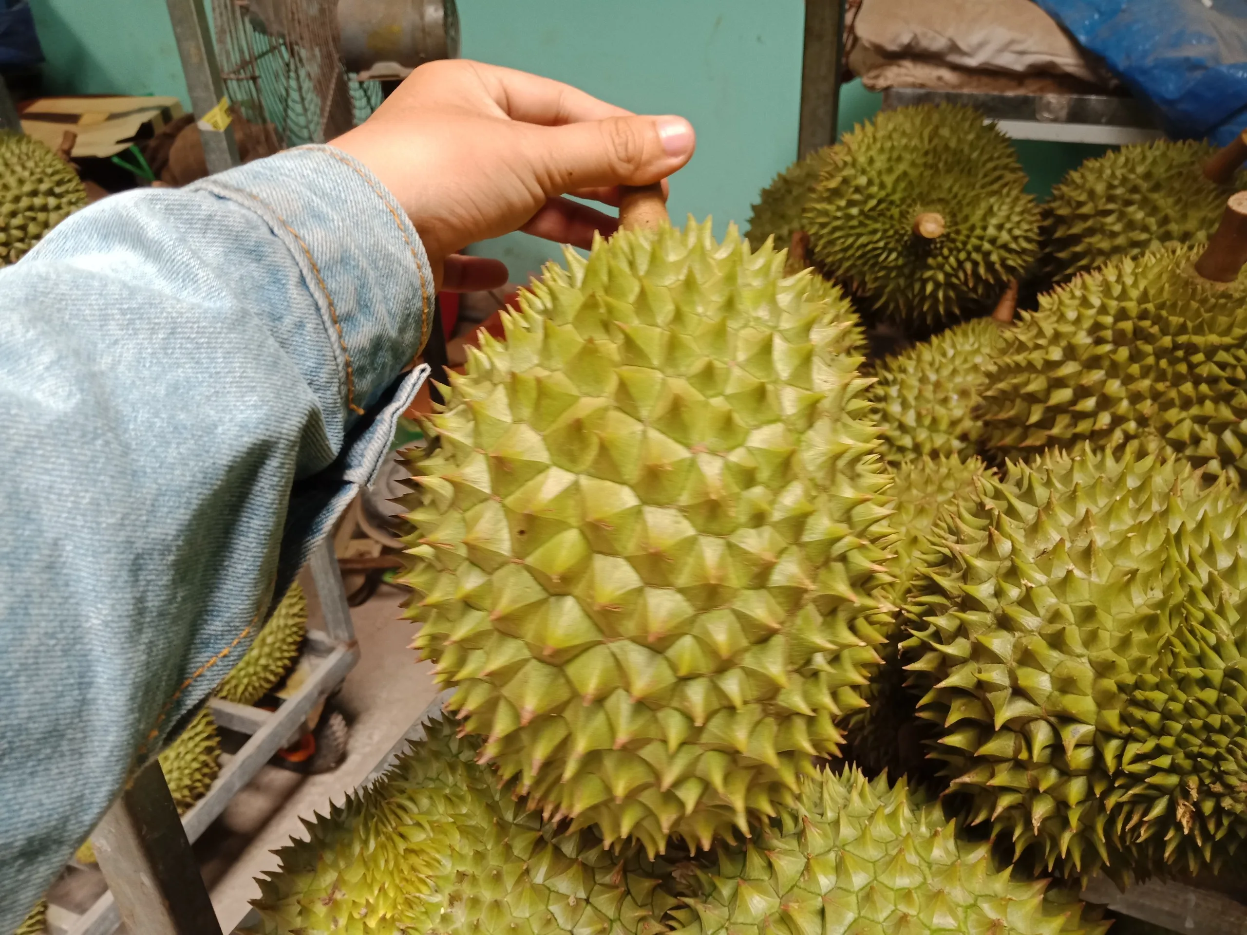 DURIAN RI6 Vietnam In Season 2021