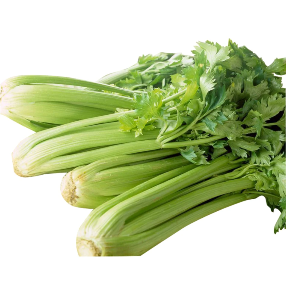Wholesale Factory Price Chinese Pure Natural Organic Fresh Celery