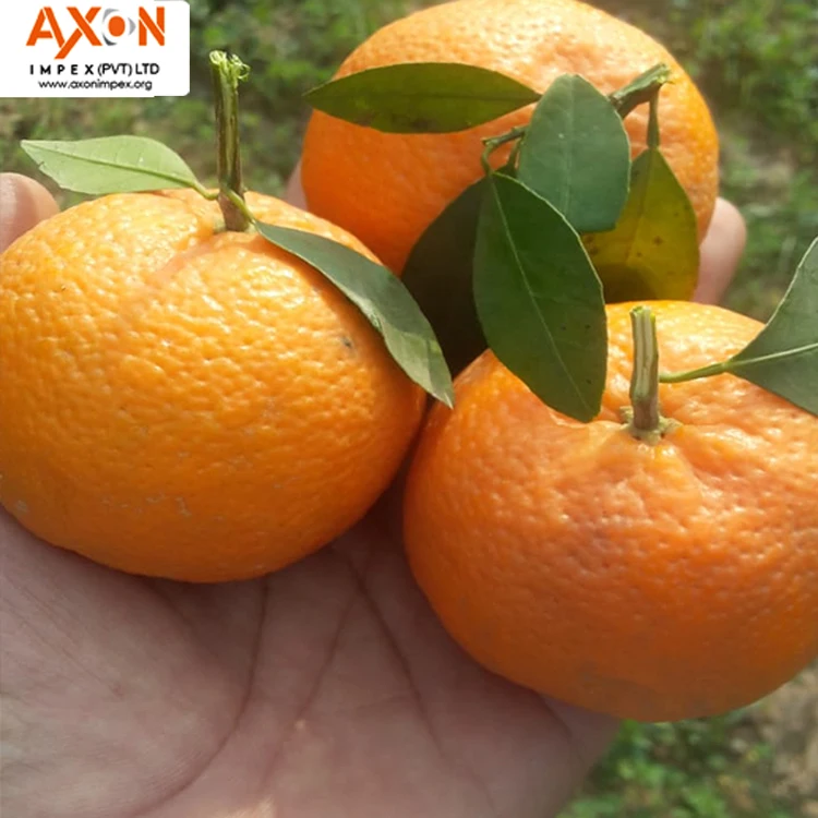
MANDARIN TANGERINE ORANGE PAKISTAN 