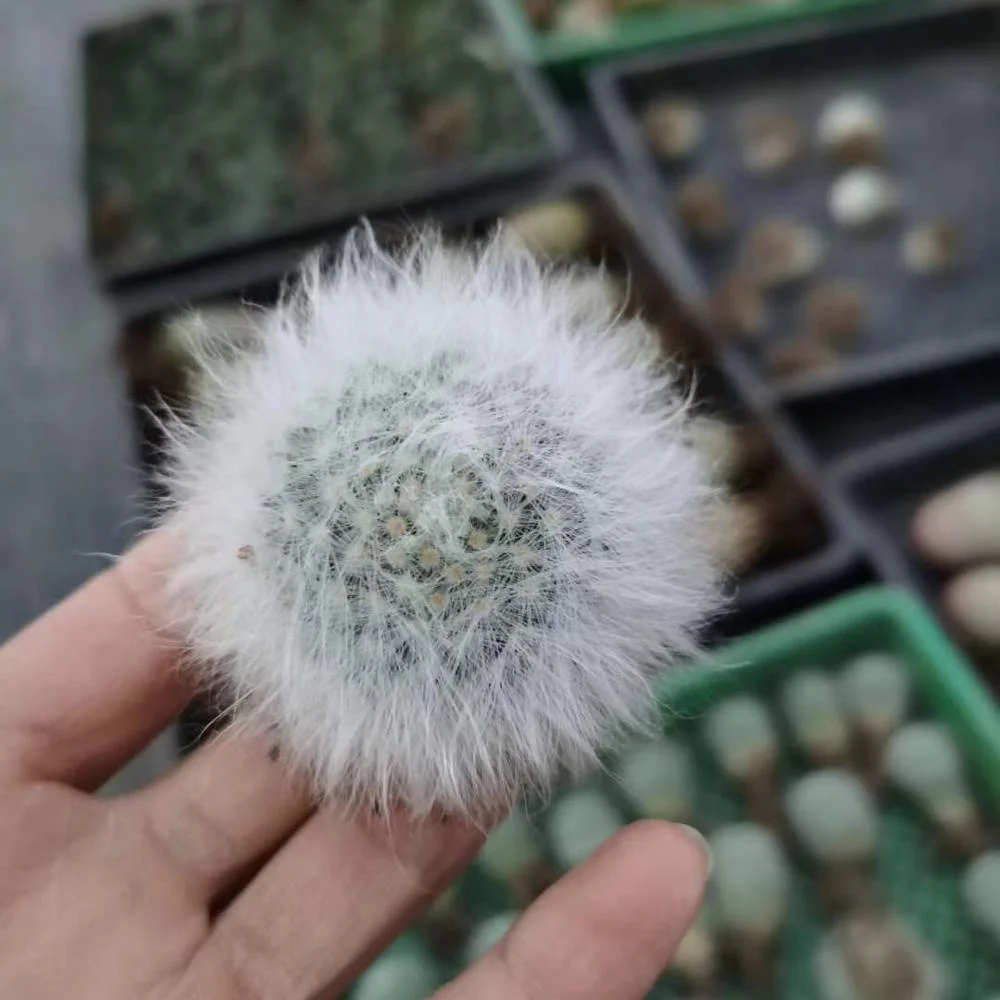 Оптовая продажа кактус Mammillaria guelzowiana длинные волосы настоящий натуральный живой для