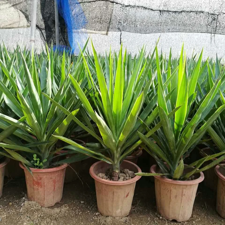 
 Одностворчатый стержень Yucca elephantipes  