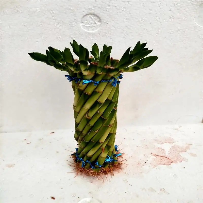 
Ornamental Indoor China Lucky Bamboo Plant Pyramid Dracaena Sanderiana Bonsai 