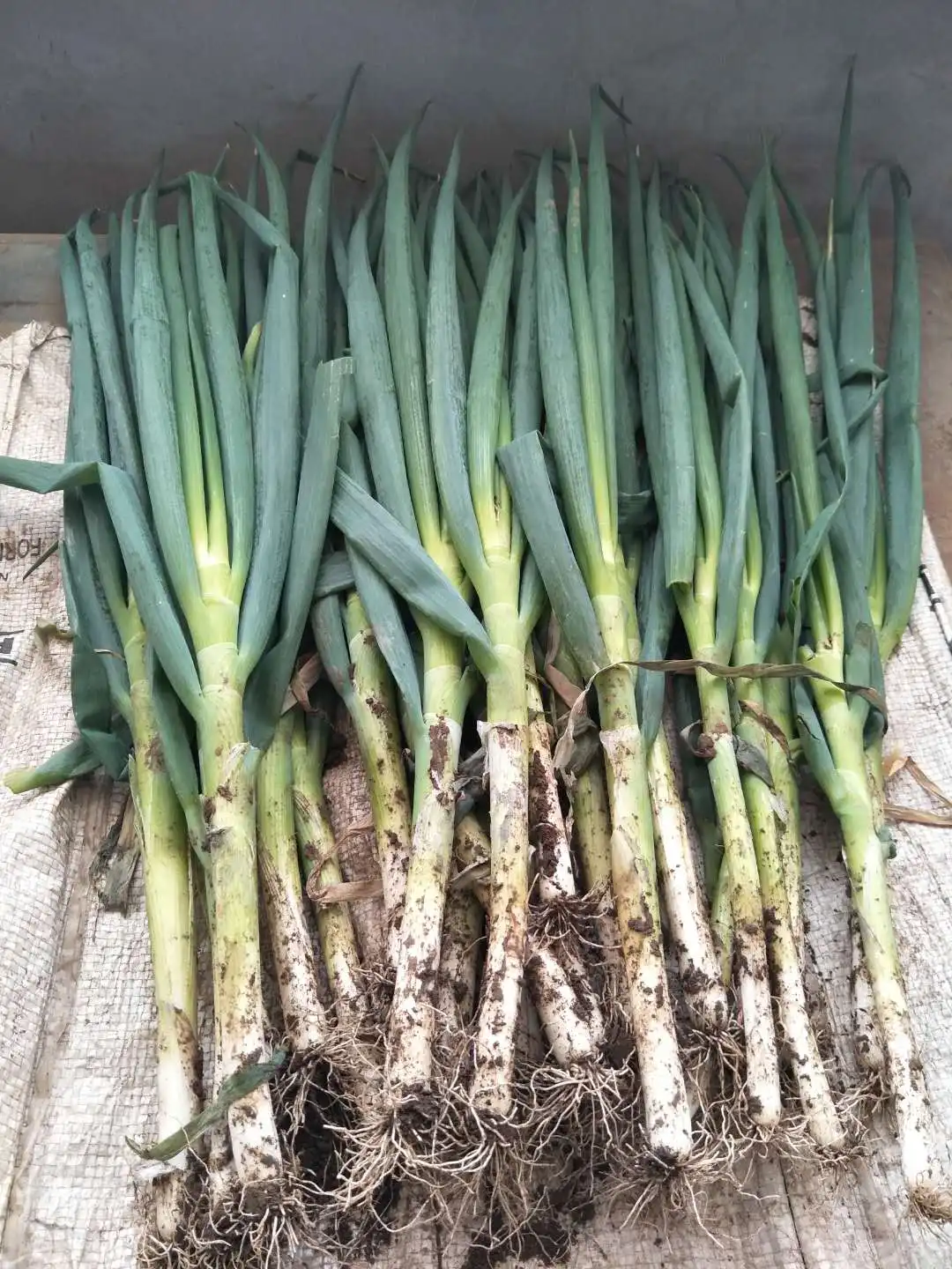 2021 China fresh big long Good quality and cheap price green onion