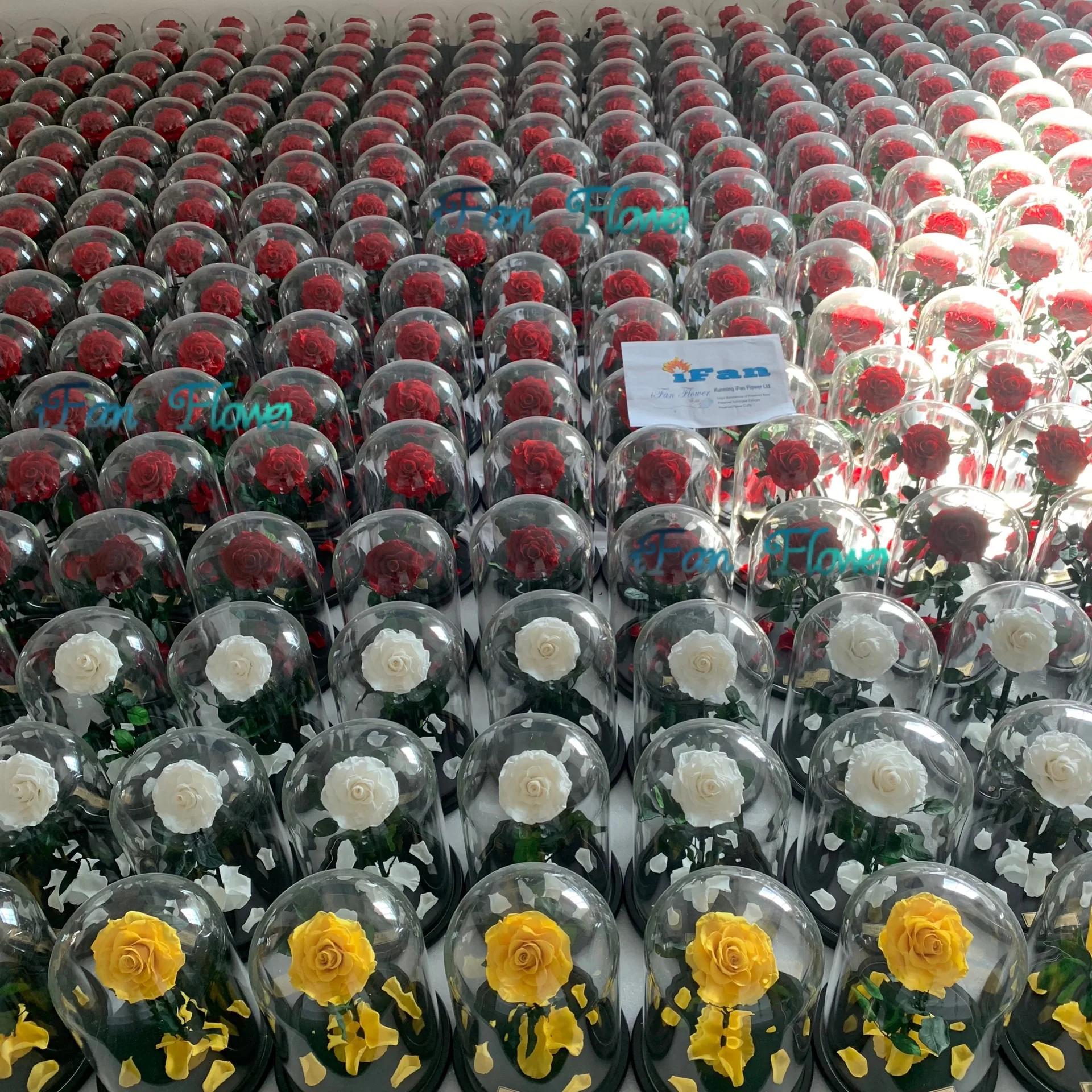 New coming promotional wholesale real rose preserved roses flower in glass dome