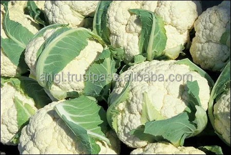 
Supplying fresh Broccoli broccoli price from Vietnam with high quality _Vikafoods (+84983028718) 