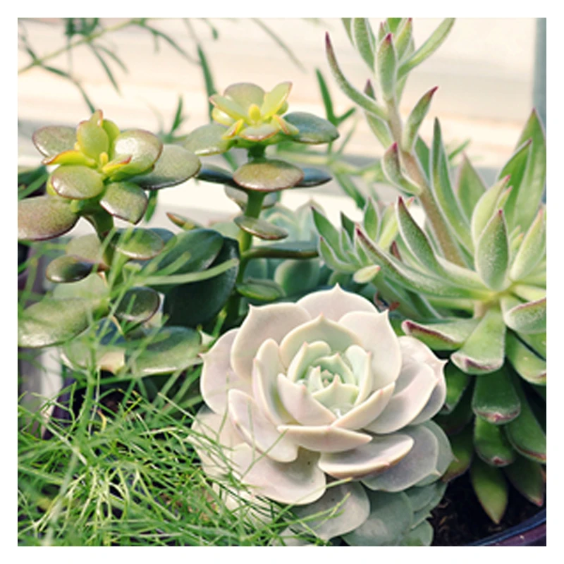 Water soluble seaweed fertilizer liquid plant extract natural organic fertilizer