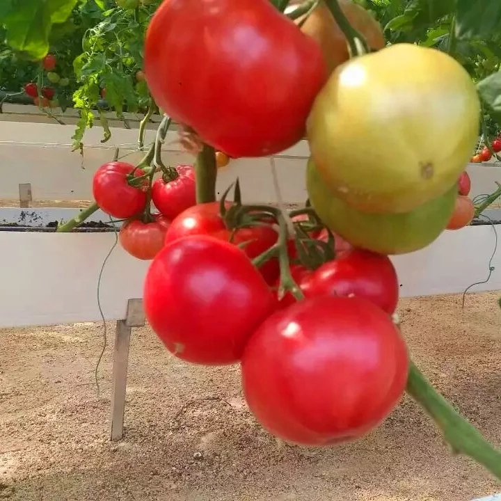 Agricultural greenhouse price wholesale low cost multi-span plastic greenhouse