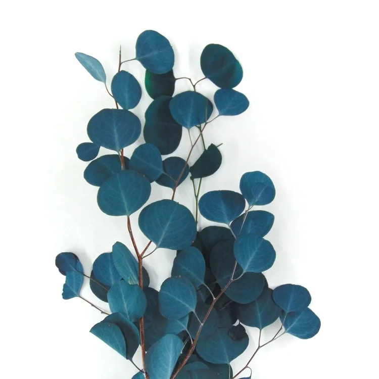 New product preserved eucalyptus leaves apple leaves eucalyptus briquettes