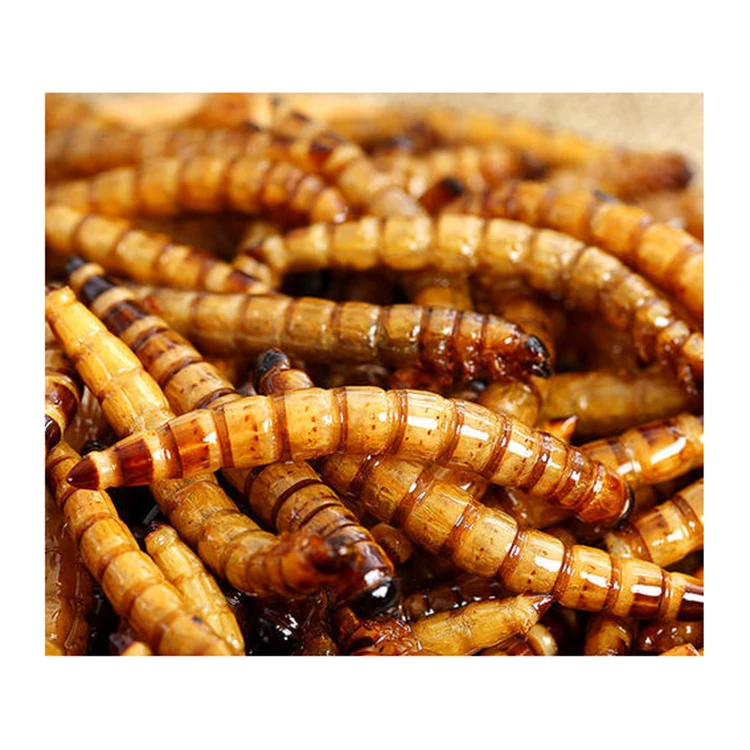 Nourishing clean dried superworm insect treat for chicken wild birds