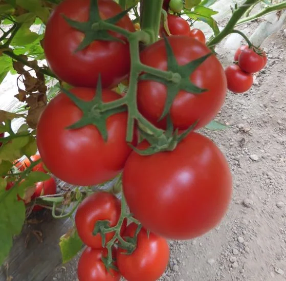 Hsunny большой гигантский красный тепло и влажность толерантность гибрид