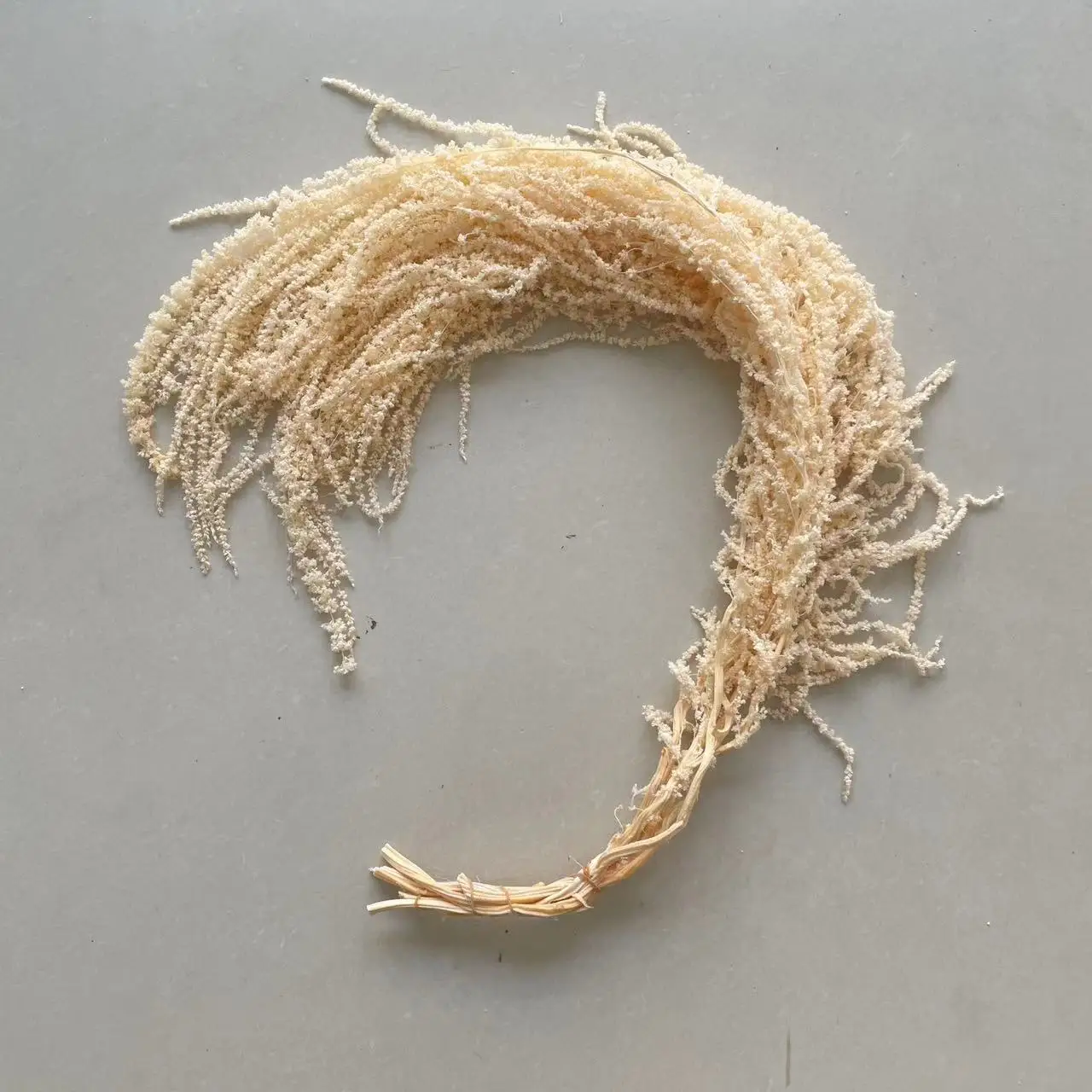 `Everlasting Preserved Amaranth Hot Selling Eternal Amaranthus spp Flower Hang Flowers