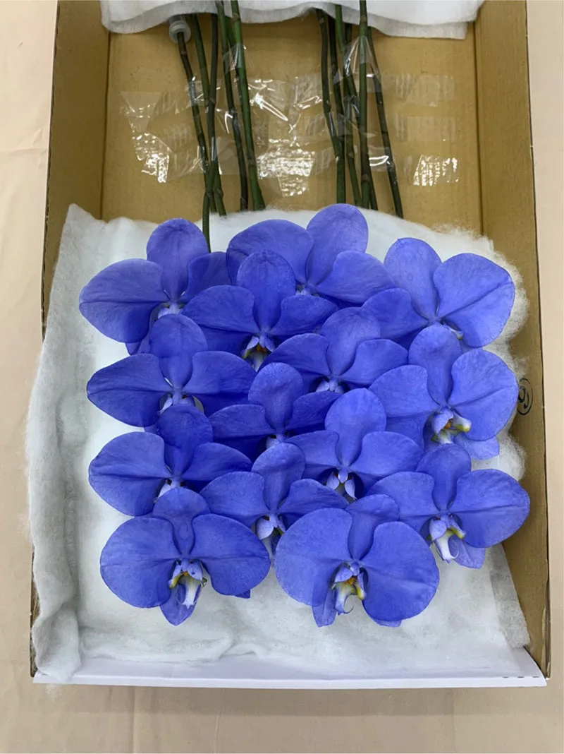 Wholesale Cheap Phalaenopsis Orchid Preserved Flowers Lightning Indigo Fresh