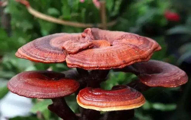 Best Organic Red Reishi Mushroom Extract Spore Powder Supplement Ganoderma Lucidum Extract