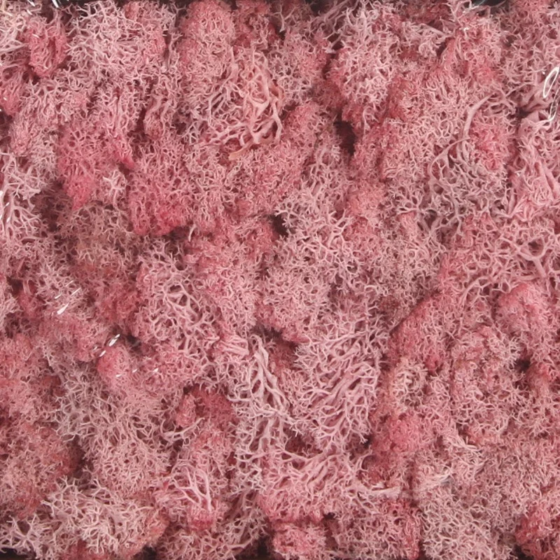 wholesale purple natural non-artificial reindeer preserved moss grass roses flower stabilized for wall decoration